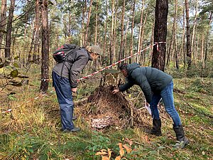 Afzetting omgevallen boom wortels