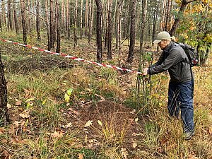 Afzetting omgevallen boom