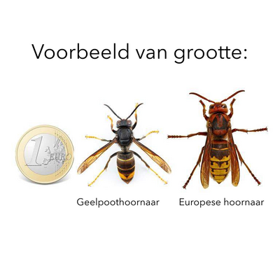 Vergelijking in grootte tussen een Geelpoothoornaar en een Aziatische hoornaar ten opzichte van een euro-muntstuk.